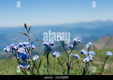 Bella Myosotis fiori in natura Foto Stock