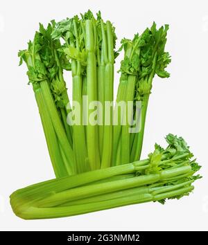 Tre bastoni di sedano in posizione verticale e uno in posizione. Lunghi gambi di sedano con poche foglie in cima. Foto Stock