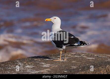 Grande gabbiano nero-backed sulla parete del mare a Sidmouth, Devon Foto Stock