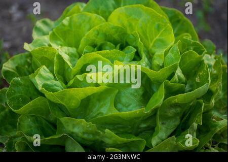 Agricoltura ecologica nei Paesi Bassi, piantagioni di giovani piante di lattuga verde salata, cibo biologico sano dal proprio giardino Foto Stock