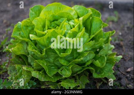 Agricoltura ecologica nei Paesi Bassi, piantagioni di giovani piante di lattuga verde salata, cibo biologico sano dal proprio giardino Foto Stock