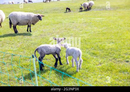 Gregge di pecore in un terreno agricolo recintato Foto Stock