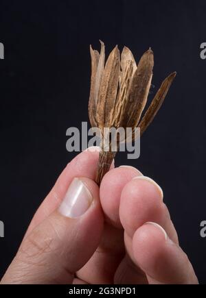 Una foglia secca separata in mano Foto Stock