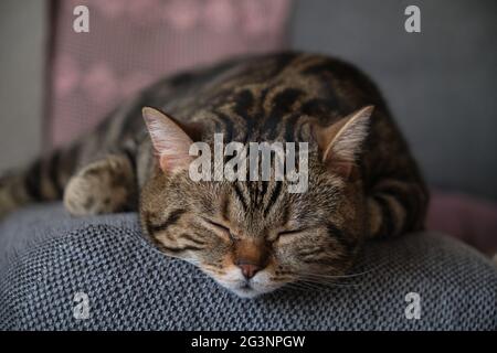 british shorthair marmo colorato gatto dorme da vicino Foto Stock