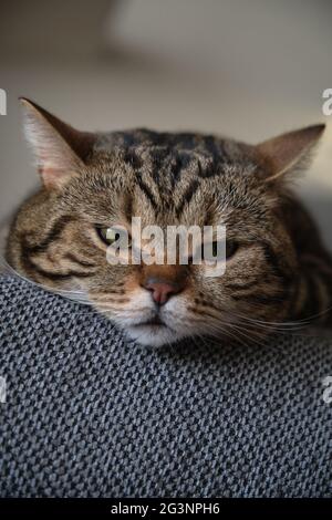 british shorthair marmo colorato gatto dorme da vicino Foto Stock