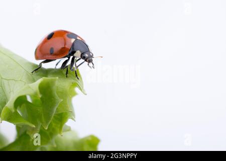 Bella ladybug rosso che cammina sulla lattuga Foto Stock
