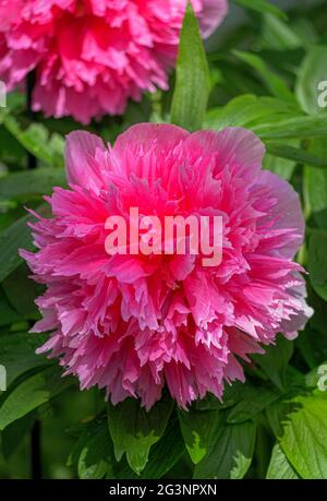 Fioritura Rosa peonia (Paeonia festiva) in un giardino, Baviera, Germania Foto Stock