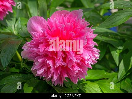 Fioritura Rosa peonia (Paeonia festiva) in un giardino, Baviera, Germania Foto Stock