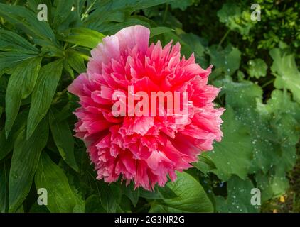 Fioritura Rosa peonia (Paeonia festiva) in un giardino, Baviera, Germania Foto Stock