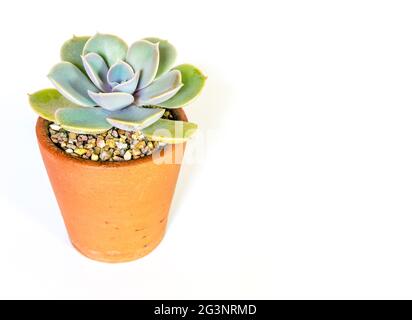 Vasetto di terracotta e foglie di freschezza della pianta di Echeveria in bianco sfondo Foto Stock