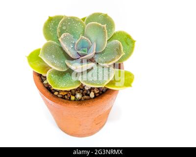 Vasetto di terracotta e foglie di freschezza della pianta di Echeveria in bianco sfondo Foto Stock