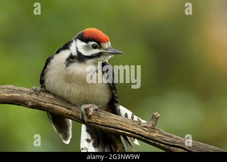 Il novellame di picchio rosso maggiore Foto Stock