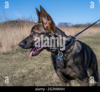 Un felice cucciolo tedesco di quattro mesi Shepherd guardando la macchina fotografica. Linea di lavoro razza Foto Stock