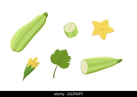 Zucchine intere e tagliate, fiori di zucchine e foglie. Illustrazione vettoriale di verdure, un insieme di zucchine di raccolta Foto Stock