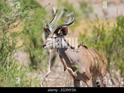 Kudu maggiore in Khaudum Parco Nazionale di Namibia Foto Stock