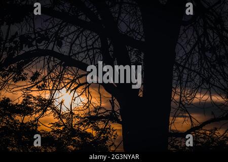 Una vista del sole che tramonta dietro alberi dalle silhouette Foto Stock