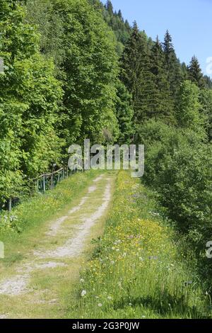 Chemin de randonnée. Les Contamines-Montjoie. Alta Savoia. Auvergne-Rhône-Alpes. Francia. Foto Stock