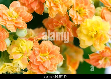 Giallo arancio kalanchoe Foto Stock