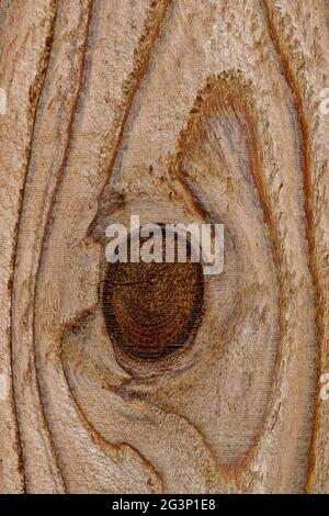 Legno di pino trattato con closeup di nodo in una sezione di recinzione di legno che mostra dettagli astratti, motivi e strutture. Foto Stock