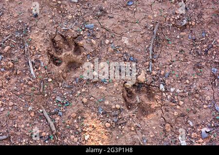 Immagine dall'alto di due tracce di un canid impresso nello sporco del campo Foto Stock