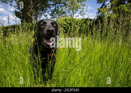 Un cane nero labrador Retriever che cammina in erba lunga nel sole estivo. Foto Stock