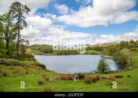 Una vista su Loughrigg Tarn, Lake District sotto il sole primaverile Foto Stock