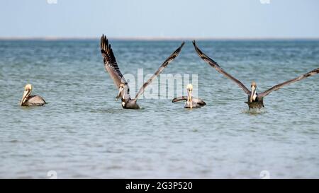 Quattro pellicani in fila sul mare: Due galleggiano e due sono nelle fasi di atterraggio sull'acqua. Golfo del Messico Foto Stock