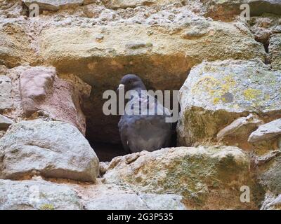 Piccione animale domestico Foto Stock