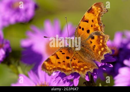 Polygonia c-album su un assaggio in autunno Foto Stock