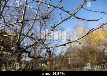 Il primo delicato fiore cresce sui rami della mela in primavera Foto Stock