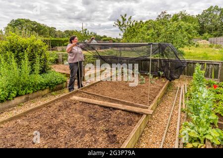 Donna che costruisce la gabbia di rete sopra i letti rialzati prima di piantare i cavoli. Protezione dai pilastri bianchi del cavolo. Foto Stock