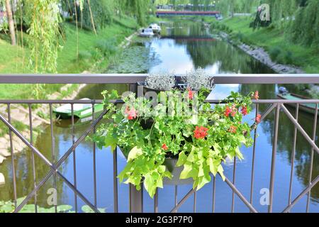 Fiori appesi alla ringhiera del ponte su un piccolo fiume. Estate. Foto Stock