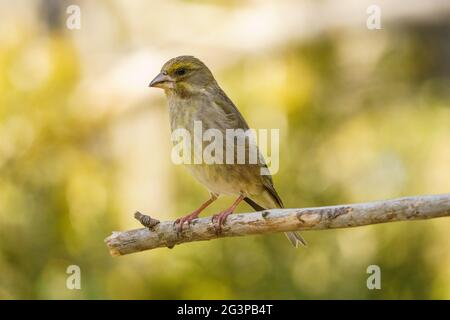 Vista ravvicinata di un verdino europeo (Chloris chloris) con sfondo sfocato. Foto Stock