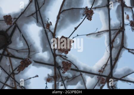 Vigneti con le ultime uve dell'anno, ricoperte con le nevi di rami di dicembre di alberi e cespugli sotto la neve in inverno durante il freddo s. Foto Stock