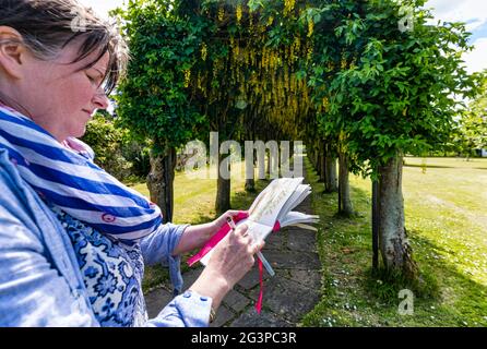 Haddington, East Lothian, Scozia, Regno Unito, 17 giugno 2021. Laburnum Arch allée in fiore: Lynn Fraser, artista e disegnatore locale noto come Fantoosh Art, traccia il bellissimo arco alberato che si trova nella Pleasance di Santa Maria, un patrimonio giardino murato Foto Stock