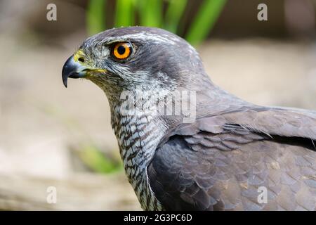 Vista ravvicinata del goshawk settentrionale (Accipiter gentilis), con sfondo sfocato. Foto Stock