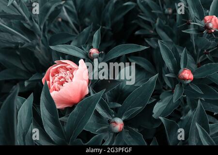 Banner floreale, copertina o intestazione floreale. Bella peonie in giardino scuro sfondo Foto Stock