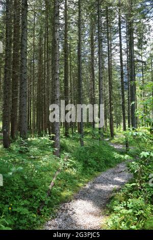 Chemin de randonnée en Forêt. Les Contamines-Montjoie. Alta Savoia. Auvergne-Rhône-Alpes. Francia. Foto Stock