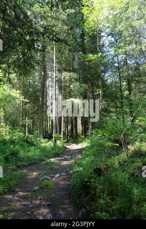 Chemin de randonnée en Forêt. Les Contamines-Montjoie. Alta Savoia. Auvergne-Rhône-Alpes. Francia. Foto Stock