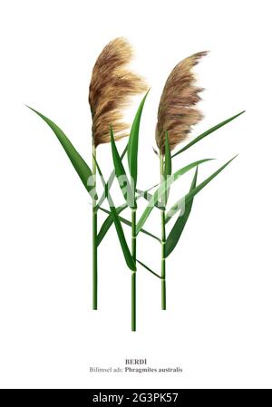 Phragmites australis, noto come canna comune, è un'erba paludosa ampiamente distribuita che cresce di quasi 6 m (20 piedi) di altezza Foto Stock