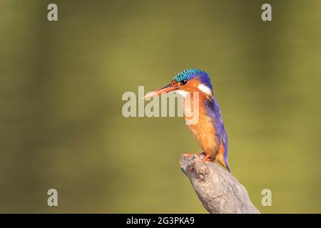 Kingfisher malachite, cristato di Corythornis, singolo adulto arroccato sul ramo di albero sopra l'acqua, Gambia, Africa occidentale Foto Stock