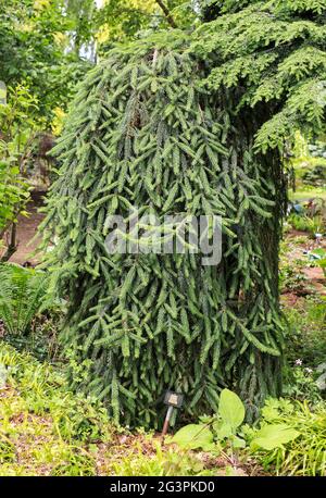 Picea abies inversione, o albero di abete norvegese, Inghilterra, Regno Unito Foto Stock