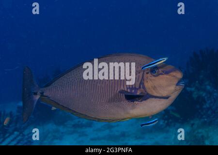 Bignose Unicornfish, naso vlamingii, nelle Maldive Foto Stock