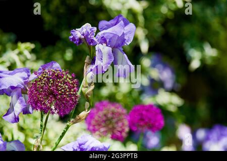 Allium hollandicum 'Purple Sensation' & Bearded Iris ‘Amigo’ Foto Stock