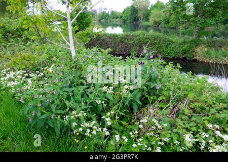 Rigogliosi fiori verdi, brambles e comfrey che crescono lungo le rive del fiume Lee e bacino idrico a Walthamstow Wetlands Londra N17 Inghilterra KATHY DEWITT Foto Stock