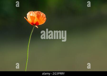 Fiore rosso papavero su sfondo sfocato bokeh. Inserire il testo. Foto Stock