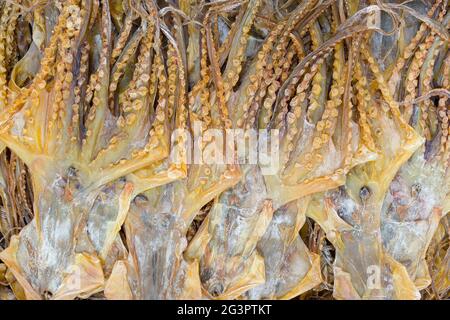 Calamari secchi sui mercati di Hong Kong occidentale, Sheung WAN, Hong Kong Island, Hong Kong, Cina Foto Stock