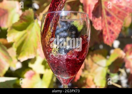 Un vino rosso che si versa nel bicchiere sullo sfondo del vigneto. Un vino rosso che si sprigola in una verricello. Foto Stock