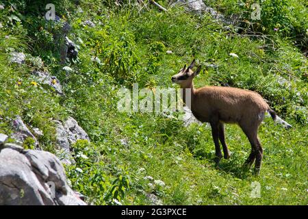 Camosci nel Parco Nazionale Gesäuse in Austria Foto Stock