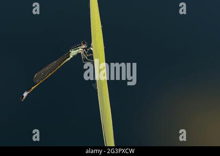 Horseshoe femmina damselfly Foto Stock